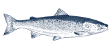decorative fish
